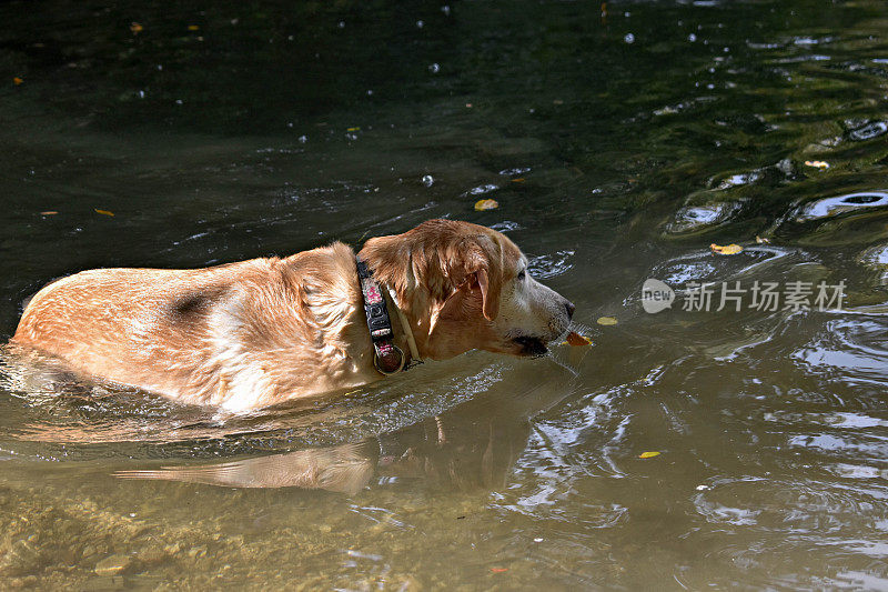黄色/金色拉布拉多寻回犬在河里游泳